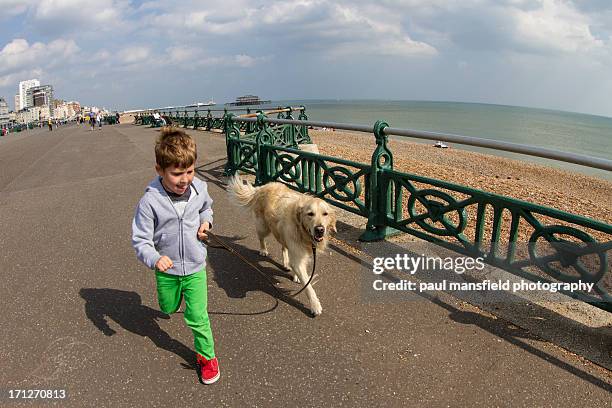 boy taking dog for a walk - golden retriever stock pictures, royalty-free photos & images