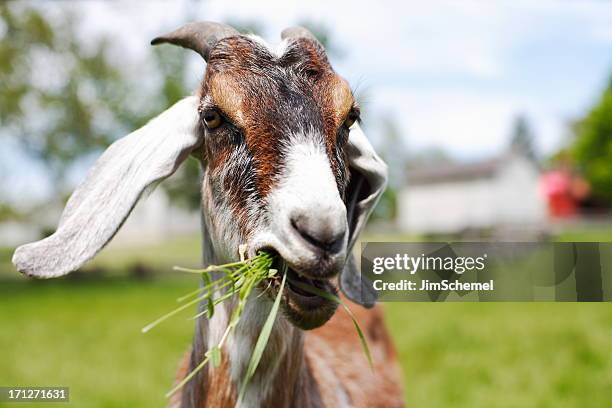goat - ziege stock-fotos und bilder