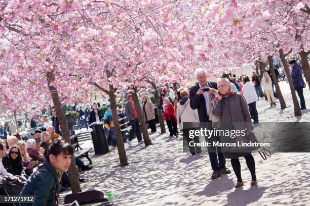 spring in kungsträdgården - cherry tree stock pictures, royalty-free photos & images