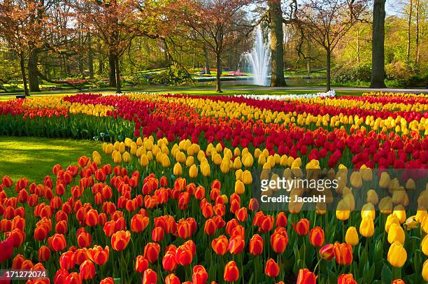 spring flowers in a park - keukenhof gardens stock pictures, royalty-free photos & images