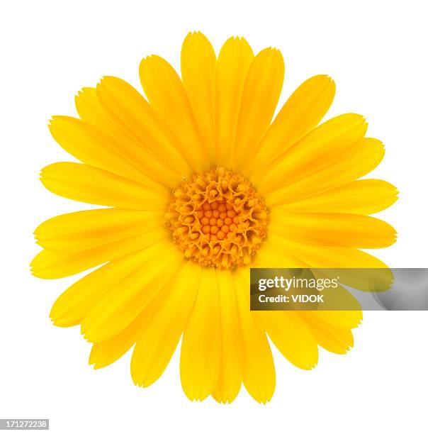 calendula - flower extreme close up stock pictures, royalty-free photos & images