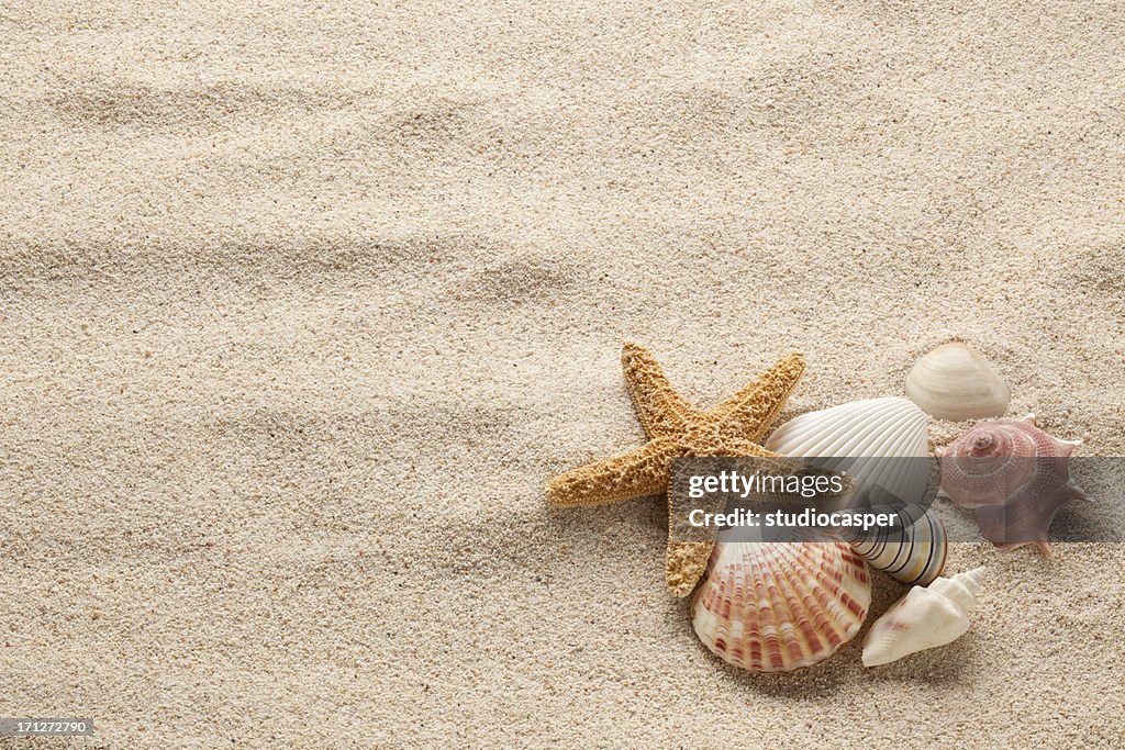 Starfish & Shells