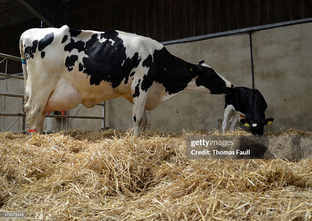 Calf and Mother