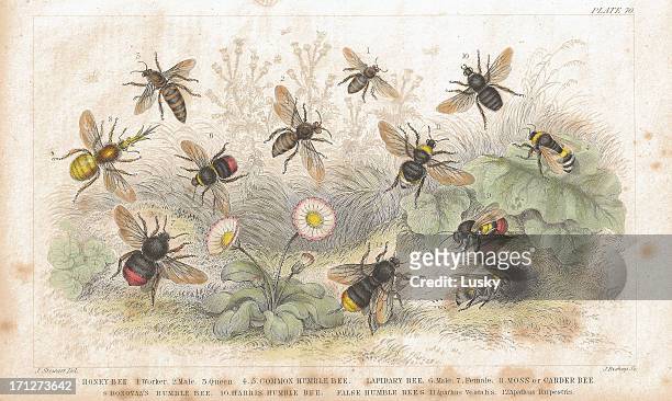 bees old litho print from 1852 - stinging stock illustrations