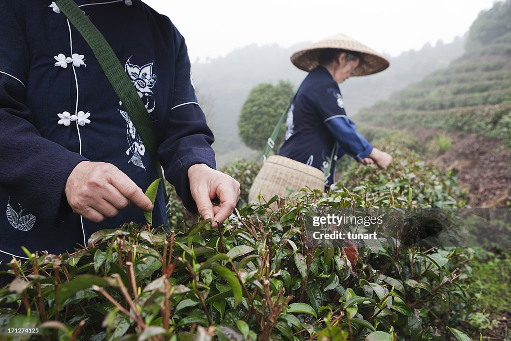 Traditional tea pickers, in tea terraces, Yang Shuo, China