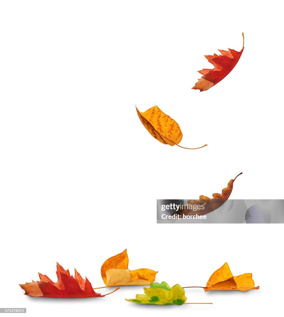 Chute feuilles d'automne