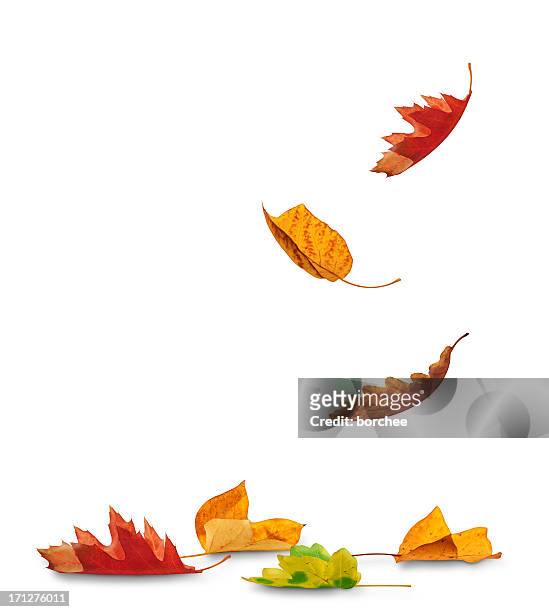 falling autumn leaves - leaves stockfoto's en -beelden