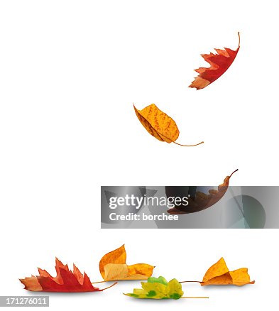 Falling Autumn Leaves Falling Autumn Leaves