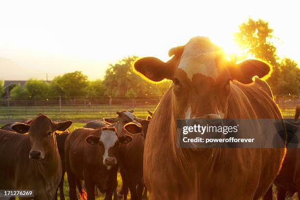 hereford cows in pasture at sunset - hereford cow stock pictures, royalty-free photos & images