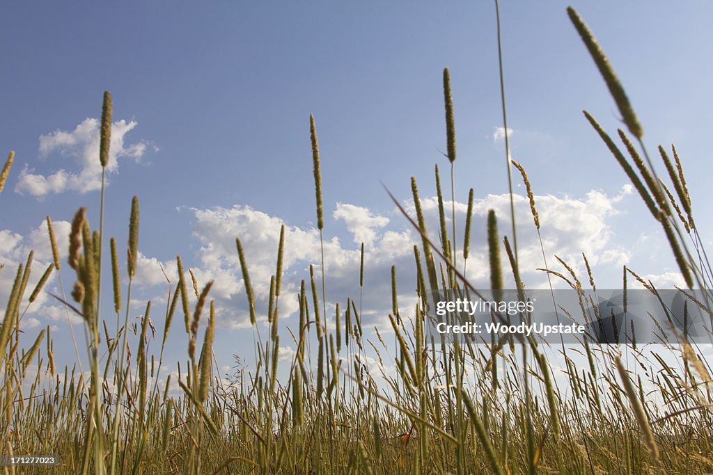 Blue Sky Hayfield