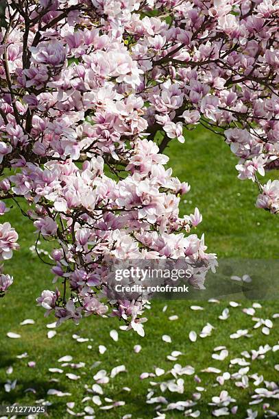 magnolia - magnolia soulangeana fotografías e imágenes de stock