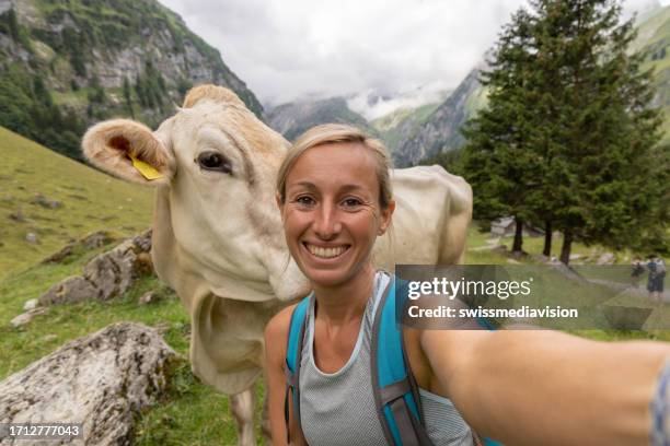 woman taking a selfie with a cow during a hike in the mountains - cattle call stock pictures, royalty-free photos & images