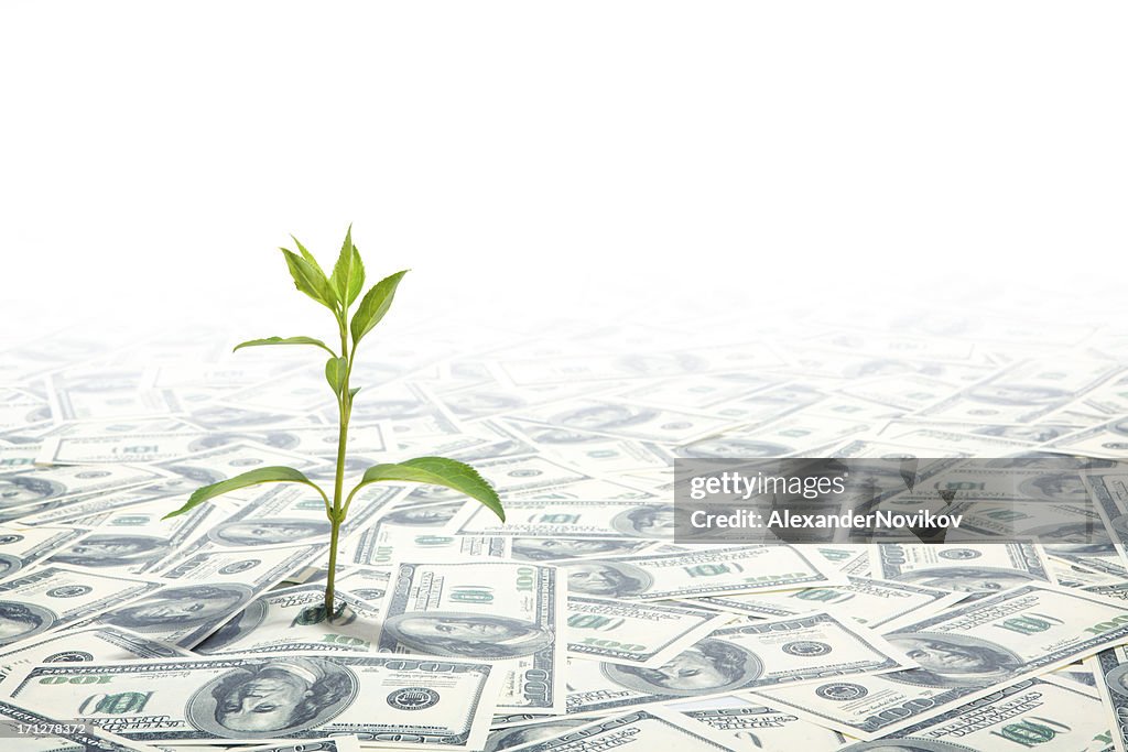 Verde piccola pianta crescente in campo di dollari banconote.