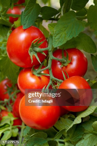 Tomatoes Tomatoes