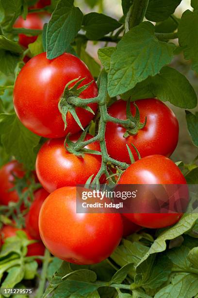 tomatoes - tomato vine stock pictures, royalty-free photos & images