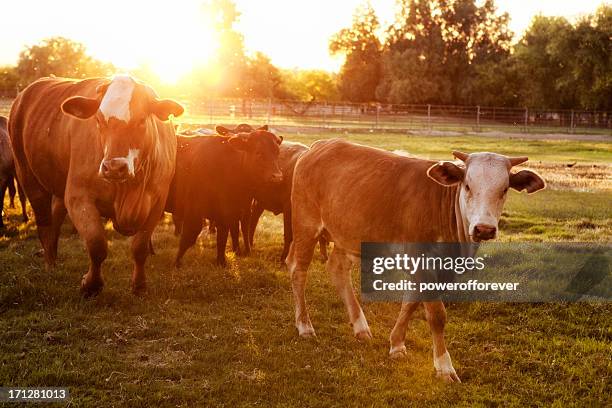 hereford vacas en el pasto en el atardecer - hereford cattle fotografías e imágenes de stock
