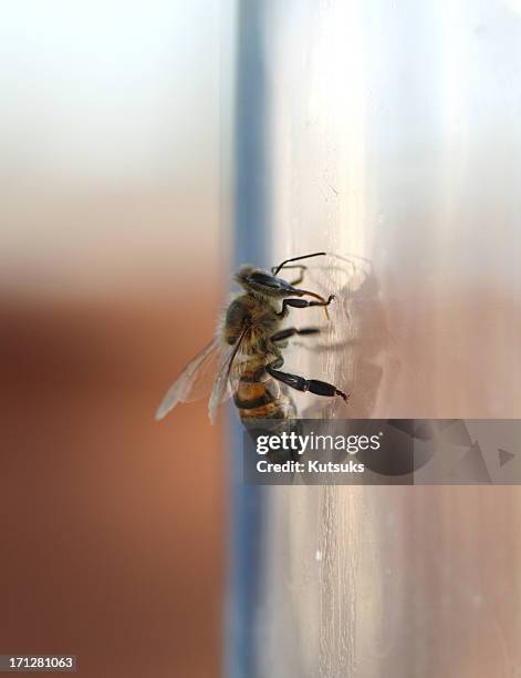 Bee, Bildbanksbilder