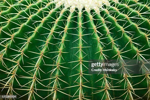 cactus - spiked foto e immagini stock