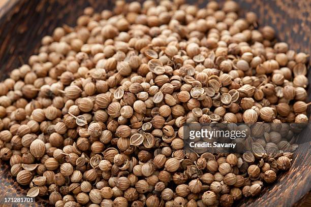 coriander seed - coriander stock pictures, royalty-free photos & images