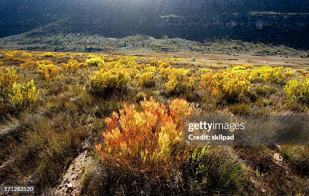 leucodendron landschaft - fynbos stock-fotos und bilder