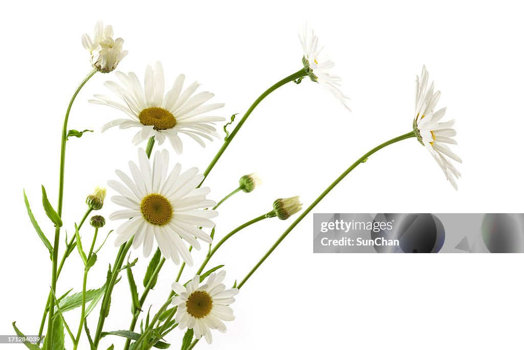 Daisy Flowers