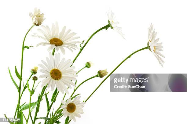 daisy flowers - struikmargriet stockfoto's en -beelden