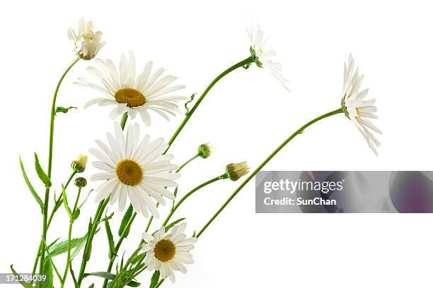 daisy flowers - buskmargerit bildbanksfoton och bilder