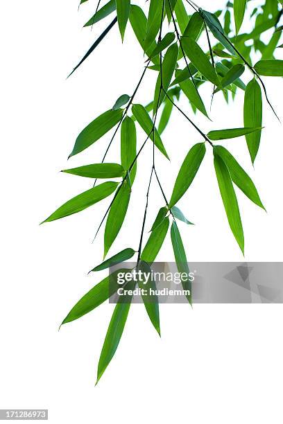 bamboo leaves isolated on white background - bamboo stock pictures, royalty-free photos & images