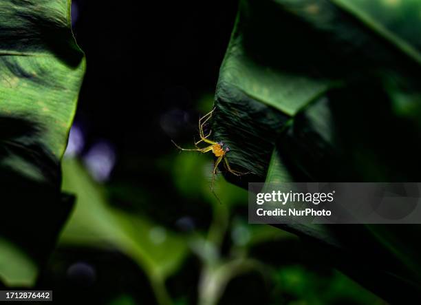 Striped lynx spider is a species of lynx spider. Its habitat tends to be grasses and leafy vegetation; grassy, weedy fields, and row crops. Adult...