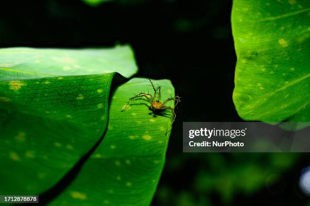 Striped lynx spider is a species of lynx spider. Its habitat tends to be grasses and leafy vegetation; grassy, weedy fields, and row crops. Adult...