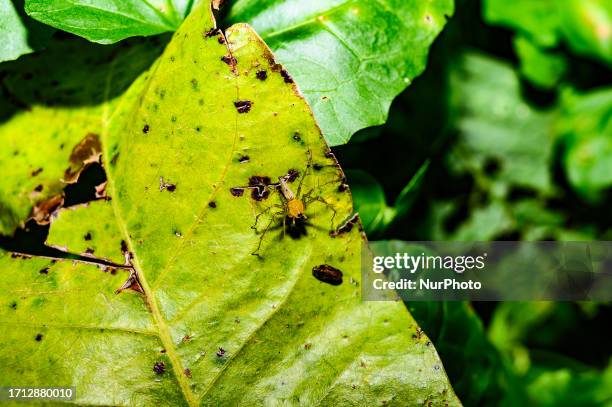 Striped lynx spider is a species of lynx spider. Its habitat tends to be grasses and leafy vegetation; grassy, weedy fields, and row crops. Adult...