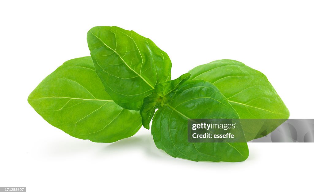 Basil fresh