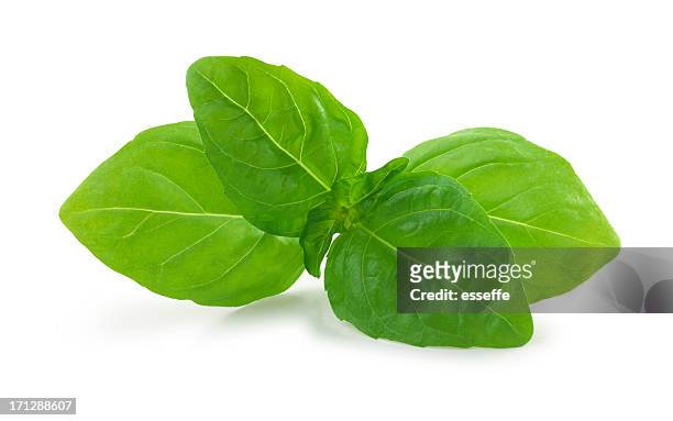 basil fresh - basil stock pictures, royalty-free photos & images