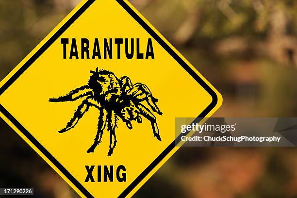 tarantula spider arachnid aphonopelma chalcodes - mexican redknee tarantula stock pictures, royalty-free photos & images