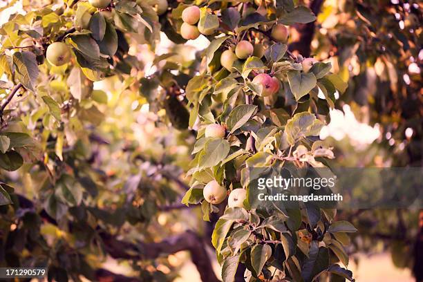árbol de manzano - magdasmith fotografías e imágenes de stock