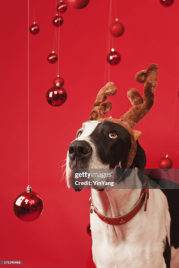 Gran danés por perro cuerno de alce y fondo de Navidad