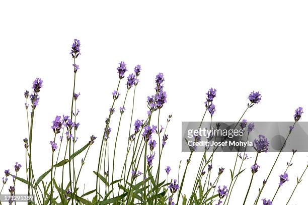 lavender - plant stem stock pictures, royalty-free photos & images