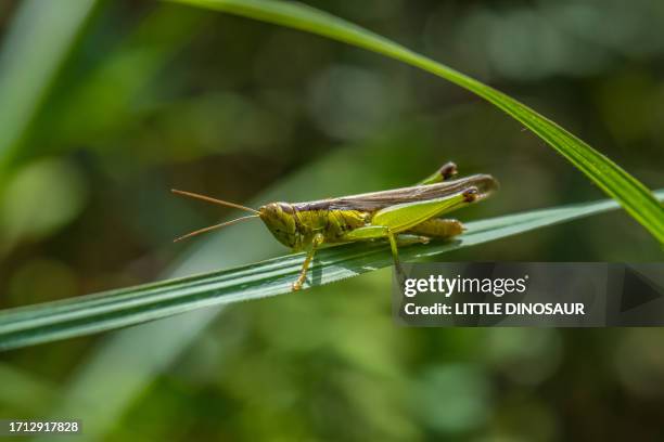 green color grasshopper camouflaging on a green color leaf (side view) - cricket insect stock pictures, royalty-free photos & images