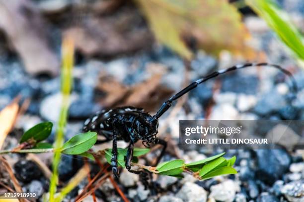 anoplophora malasiaca (white-spotted longicorn beetle) : 
 face - longhorn beetle stock pictures, royalty-free photos & images