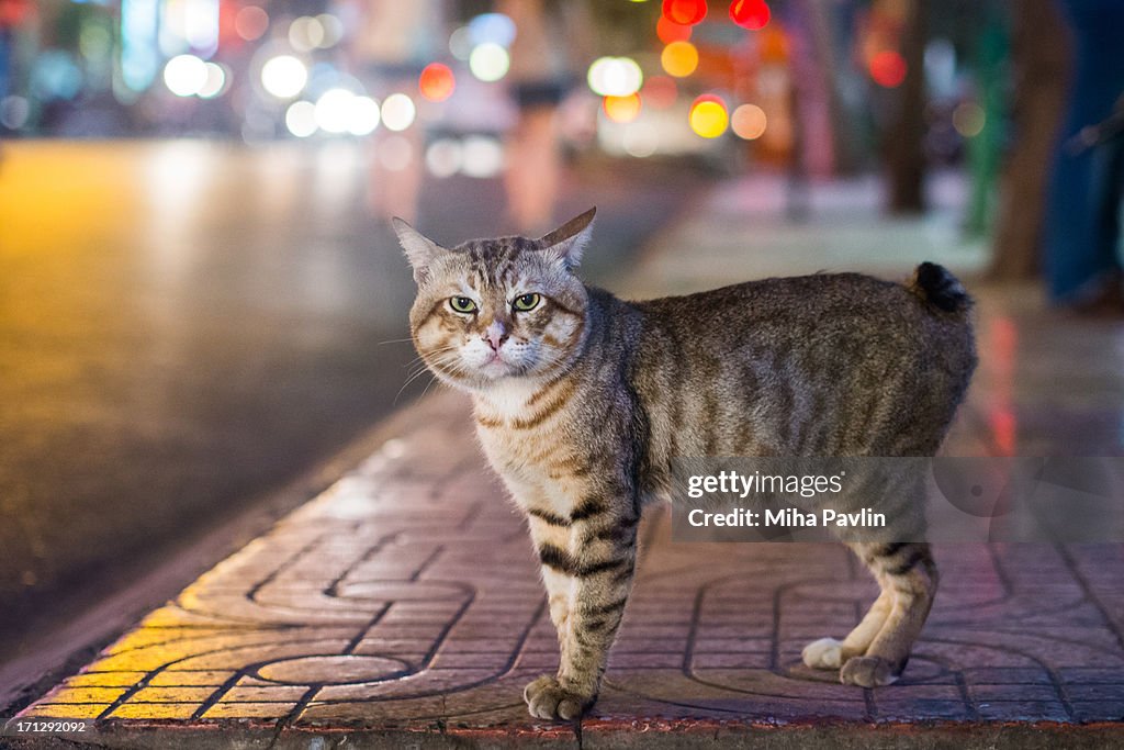 Tailless cat standing on pavement at night