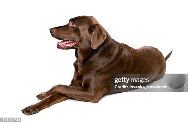 chocolate labrador retriever hund, isoliert auf weiss - labrador white background stock-fotos und bilder