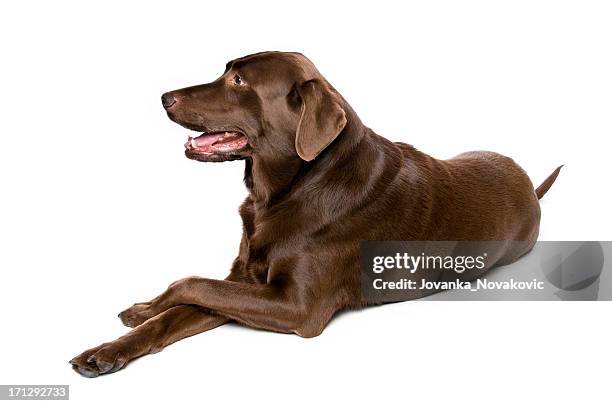 chocolate perro labrador aislado en blanco - labrador retriever fotografías e imágenes de stock