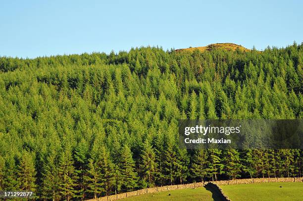 timber monoculture - monoculture stock pictures, royalty-free photos & images
