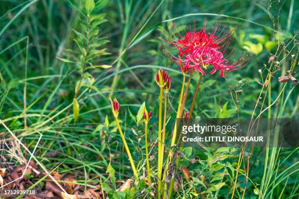 red spider lily on the country roadside - licorice flower stock pictures, royalty-free photos & images