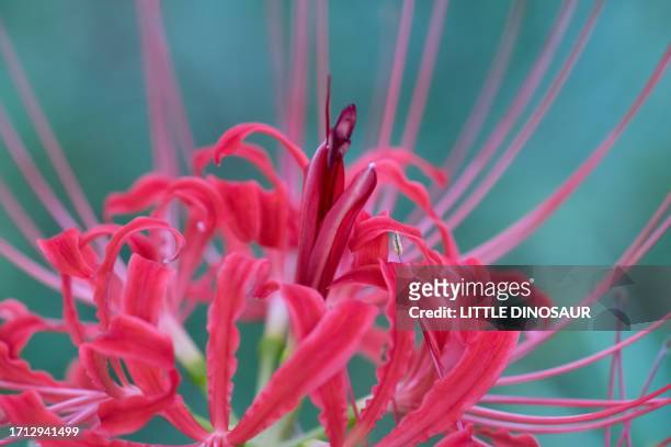 red spider lily on the country roadside - licorice flower stock pictures, royalty-free photos & images