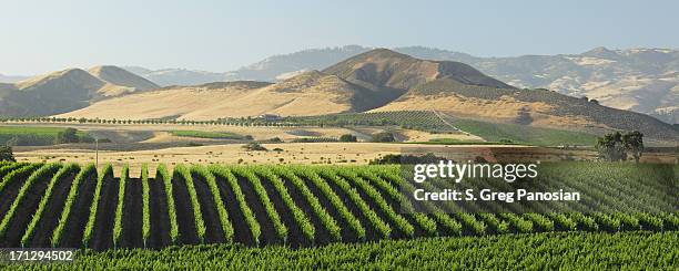 viñedo en santa bárbara - santa barbara county fotografías e imágenes de stock