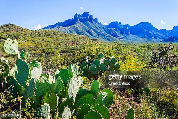 prickly pear cacti, casa grande peak, big bend national park - chihuahua desert stock pictures, royalty-free photos & images
