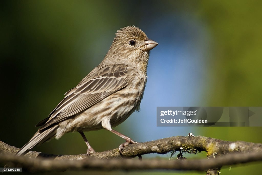 Female House Finch Perched on a Branch