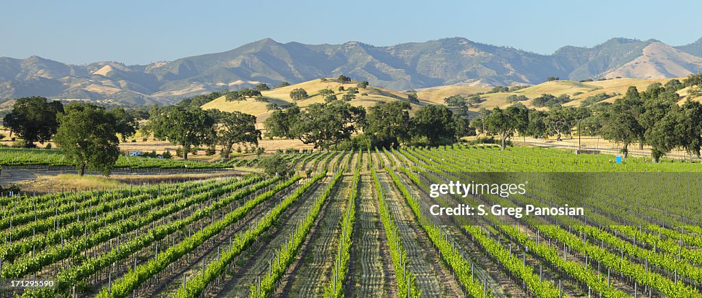 Santa Barbara Vineyard