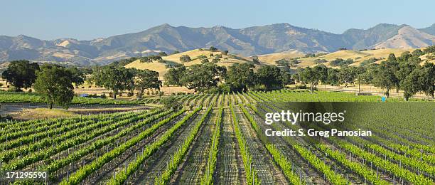 scenic view of green santa barbara vineyard - santa california stock pictures, royalty-free photos & images